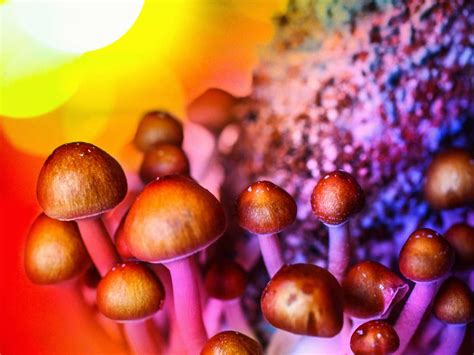 Is it possible to form a psychological dependency on magic mushrooms